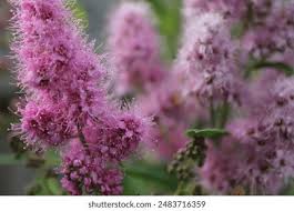 Image result for Spiraea billardii