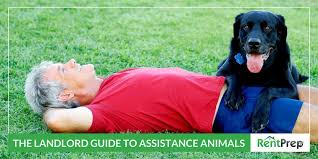 Holidu is a platform to compare thousands of offers from trusted providers. The Landlord Guide To Assistance Animals Rentprep