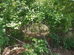 Image result for Combretum mossambicense