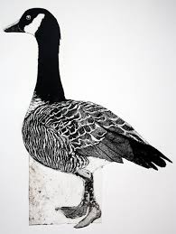 Black Bird With Black Beak Uk Barnacle Goose Collagraph Print By Sue Brown Http Suebrownprintmaker Blogspot Co Uk Tags Birds Claws Beaks Brown Artwork Birds Painting Bird Art