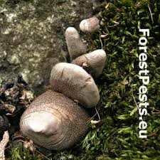 Image result for Xylaria polymorpha