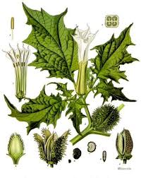 Image result for Datura