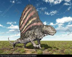 It has been classified within the group of the pelicosauric synapsids. Pelycosaurier Dimetrodon Stockfoto 15832875 Bildagentur Panthermedia