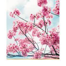 Day 10 Tokyo Japan Time To Get Down To The True Reason For This Trip I Ve Come To Tokyo Japan For The W Blossom Trees Cherry Blossom Sakura Cherry Blossom