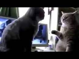 Katzen spielen backe backe kuchen zum totlachen youtube. Backe Backe Kuchen Katzen Supergeil Youtube