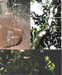 Image result for Dioscorea praehensilis