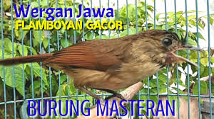 Suara wambi betina gacor dan suara wambi jantan gacor ini bisa jadi untuk pancingan wambi bahan anda atau wambi macet. Flamboyan Gacor Nyuling Nyerecet Nyiul Pancingan Dan Masteran Jitu Wergan Jawa Youtube