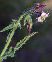Image result for Trichodesma physaloides