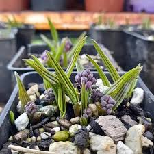 Image result for Ledebouria cooperi