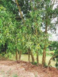 Image result for Acacia auriculiformis