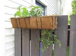 Wann ist der richtige zeitpunkt? Hangende Tomaten Pflanzen Ideal Fur Den Balkon