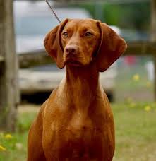 And an eagerness to accept it into their family. Vizsla History Registry Best Puppy Bpis In Show 6 Months To 12 Months Akc Ukc Can Int A Tribute To Vizsla Puppies Making History The Start Of Their Journey In The