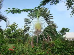 Image result for Strelitziaceae