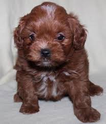 Maybe you would like to learn more about one of these? Shih Tzu Puppy For Sale Adoption Rescue For Sale In Joplin Missouri Classified Americanlisted Com
