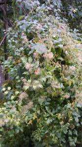 Image result for Clematis uhehensis