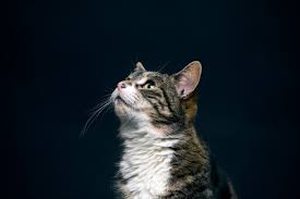 Australia act nsw nt qld sa tas vic wa. Cats Protection Uk S Largest Feline Welfare Charity