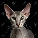 TICA registered breeders of quality Peterbald Cats