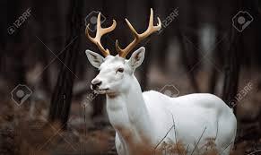 伝説の白鹿は、生成AIツールを使用して作成する魅惑的な森を優雅に歩き回りますの写真素材・画像素材 Image 207825694