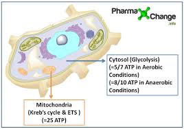 By walking through the still images and movie included for each topic, viewers are in control of choosing the learning style that best fits their needs. Energetics Of Cellular Respiration Glucose Metabolism Biochemistry Notes Pharmaxchange Info