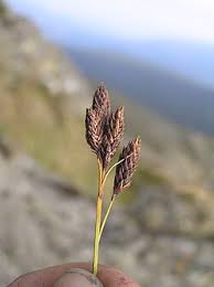 Image result for Carex mildbraediana