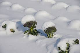 A lot of japanese surnames are taken from place names and/or geographical terms. 6 Cool Japanese Words For Snow All About Japan