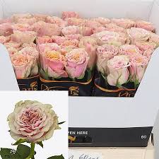 Great savings on hotels in marbella, spain online. Rose Mabella 60cm Wholesale Dutch Flowers Florist Supplies Uk