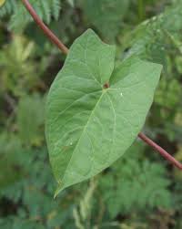 See more ideas about vines, plants, garden vines. Ohio Weedguide