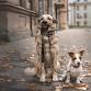 Monthly Dog Walk event image