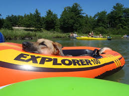 Here's the scoop on our favorite pet friendly hotels, dog friendly activities, and restaurants that allow dogs in michigan. Pet Friendly Guide To Gaylord Michigan Gaylord Michigan