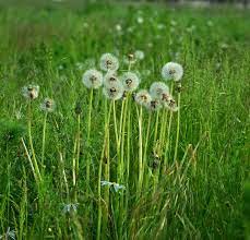 Free Image On Pixabay Dandelions Dandelion Meadow Dandelion Meadow Pointed Flower