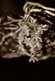 Image result for Microcoelia stolzii