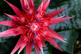How to shop for the right indoor plant. Plant Care Bromeliad Indoor Flowers Plants