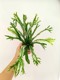 Image result for Asplenium