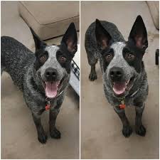Adopt Max On Petfinder Blue Heeler Dogs Australian Cattle Dog Blue Heeler Cattle Dog