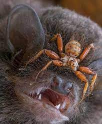 Join millions of new zealanders who are enjoying more ways to be rewarded than ever before, plus treats just for being a member. The New Zealand Bat Fly Living In A Symbiotic Relationship With The New Zealand Lesser Short Tailed Bat Natureismetal