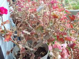 ゼラニウム年間の手入れと大きな花を咲かせるためのコツ ピノ子の庭