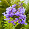 How hardy is the albizia julibrissin chocolate fountain it is hardy in uk plant hardiness zone h6. 1