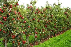 Growing apple trees using the staggered approach also aids your landscape design efforts: How To Grow Dwarf Apple Trees Better Homes And Gardens