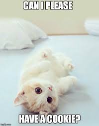 A sight of these little fluff balls can make a day better, and since we've never made a post about the cutest kittens, it is a time to correct this mistake.therefore, bored panda has compiled this list of the world's most adorable kitten pictures. Cutest Cat Ever Imgflip