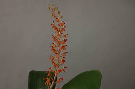 Image result for Liparis