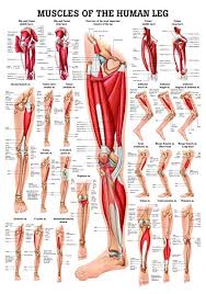Buy Muscles Of The Leg Laminated Anatomy Chart Online At Low
