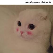 مين هيك مين هيك انتباه أفضل و أقوى صفحة نكت للكبار فقط في العالم العربي من أخطر الصفحات إذا مش قدها ما تفوت arabic funny arabic memes funny pictures