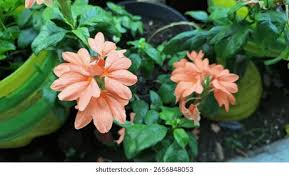Image result for Crossandra puberula