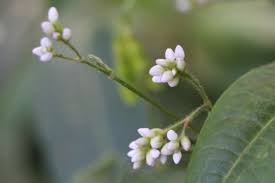 Image result for Persicaria strigosa