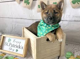 The shiba inu is like a cat in that it is very independent and neat. Shiba Inu Puppies Petland Grove City Oh