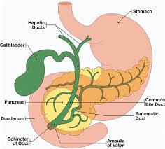 Comparison of sphincter of oddi manometry, fatty meal sonography, and hepatobiliary scintigraphy in the diagnosis of sphincter of oddi dysfunction. Imaging Features Of Benign And Malignant Ampullary And Periampullary Lesions Radiographics
