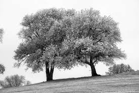 Best Black And White Landscape Photos Summer Trees Black And White Landscape Photograph Of Two Big Trees Black And White Landscape Best Landscape Photography Summer Trees