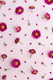 October 11, 2019 by azan ali. Pink Daisy Wallpapers Top Free Pink Daisy Backgrounds Wallpaperaccess