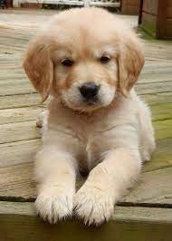 Golden Puppy Golden Retriever Puppy Cute Baby Animals Retriever Puppy