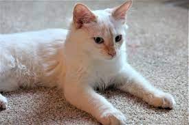 Find mixed breed cats and kittens for sale in the uk near me. Flame Point Siamese